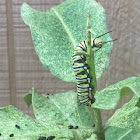 Monarch caterpillar