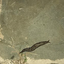 Leopard slug