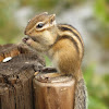 Siberian chipmunk