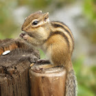 Siberian chipmunk