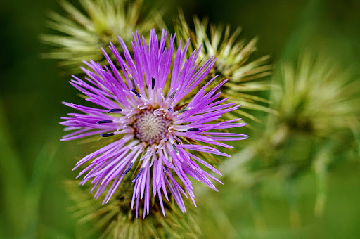 Galactites tomentosus tomentosa