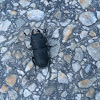 Lesser stag beetle