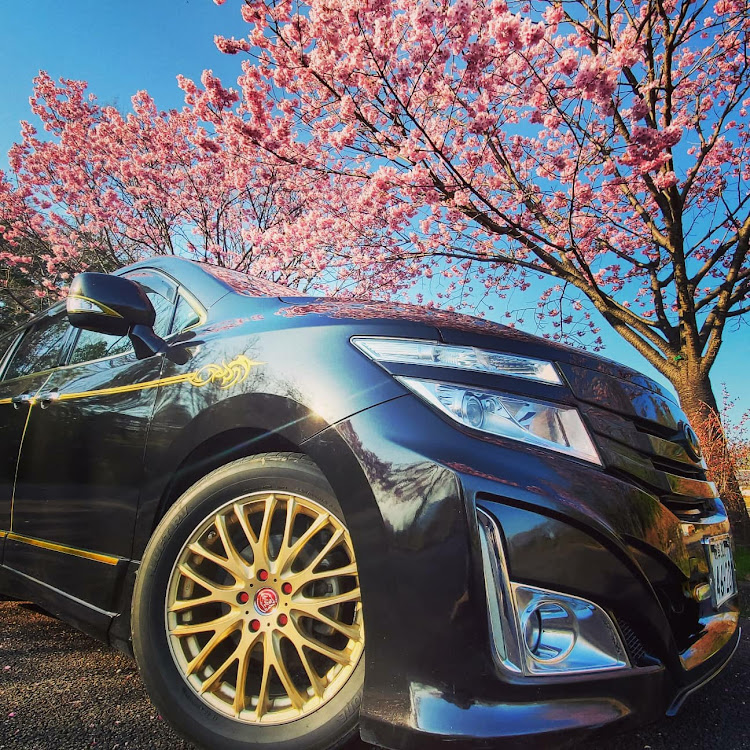 エルグランドのローガン・御田家🍢・桜コラボ・地べた撮り・恋ピンクに関するカスタム事例の投稿画像1枚目