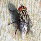 Flesh Fly