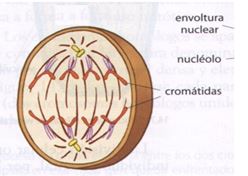 Gambar di atas adalah salah satu fase mitosis pada tahap ….