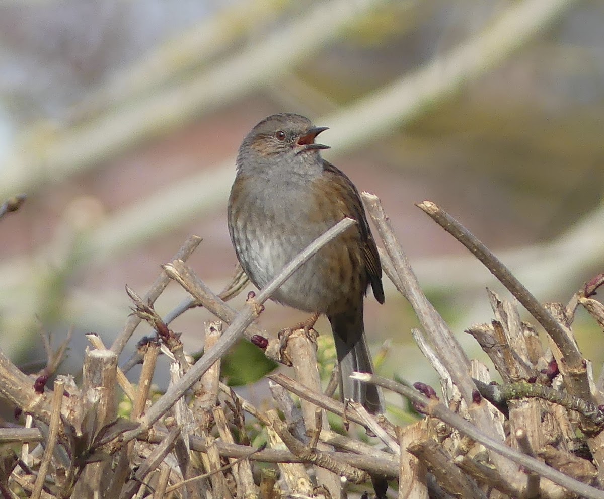 Dunnock