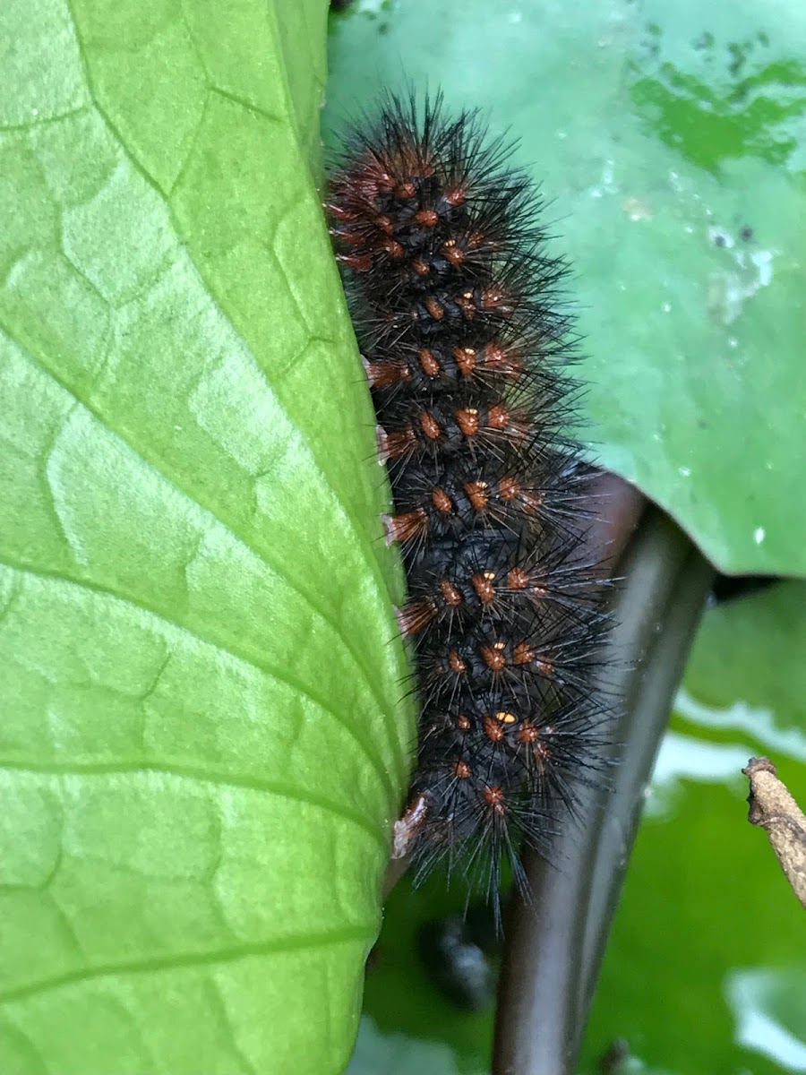 Caterpillar