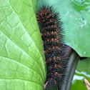 Caterpillar