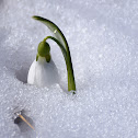 Giant Snowdrop