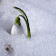 Giant Snowdrop