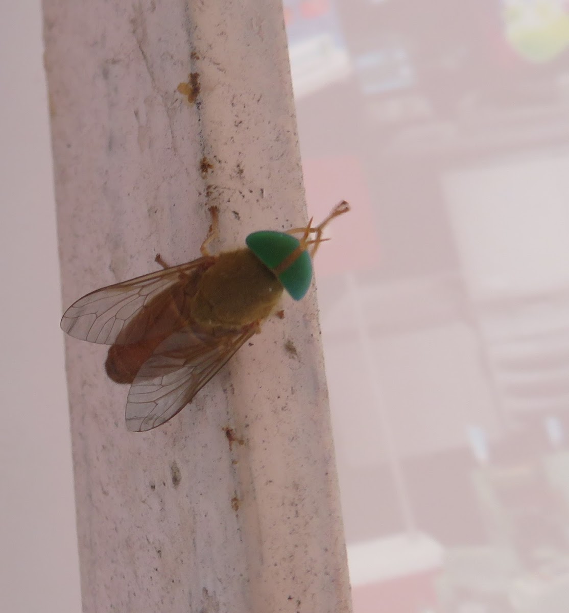 Horse Fly