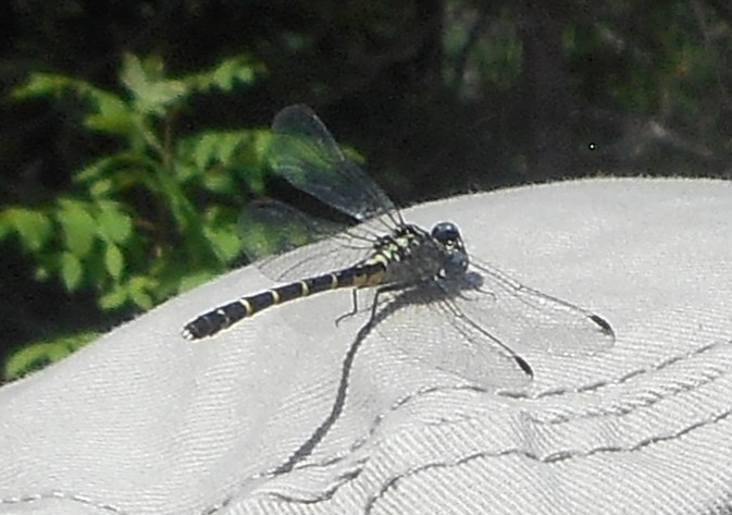 Common Green Darner