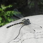 Common Green Darner