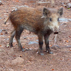 Wild Boar