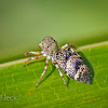 Ornate Jumping Spider