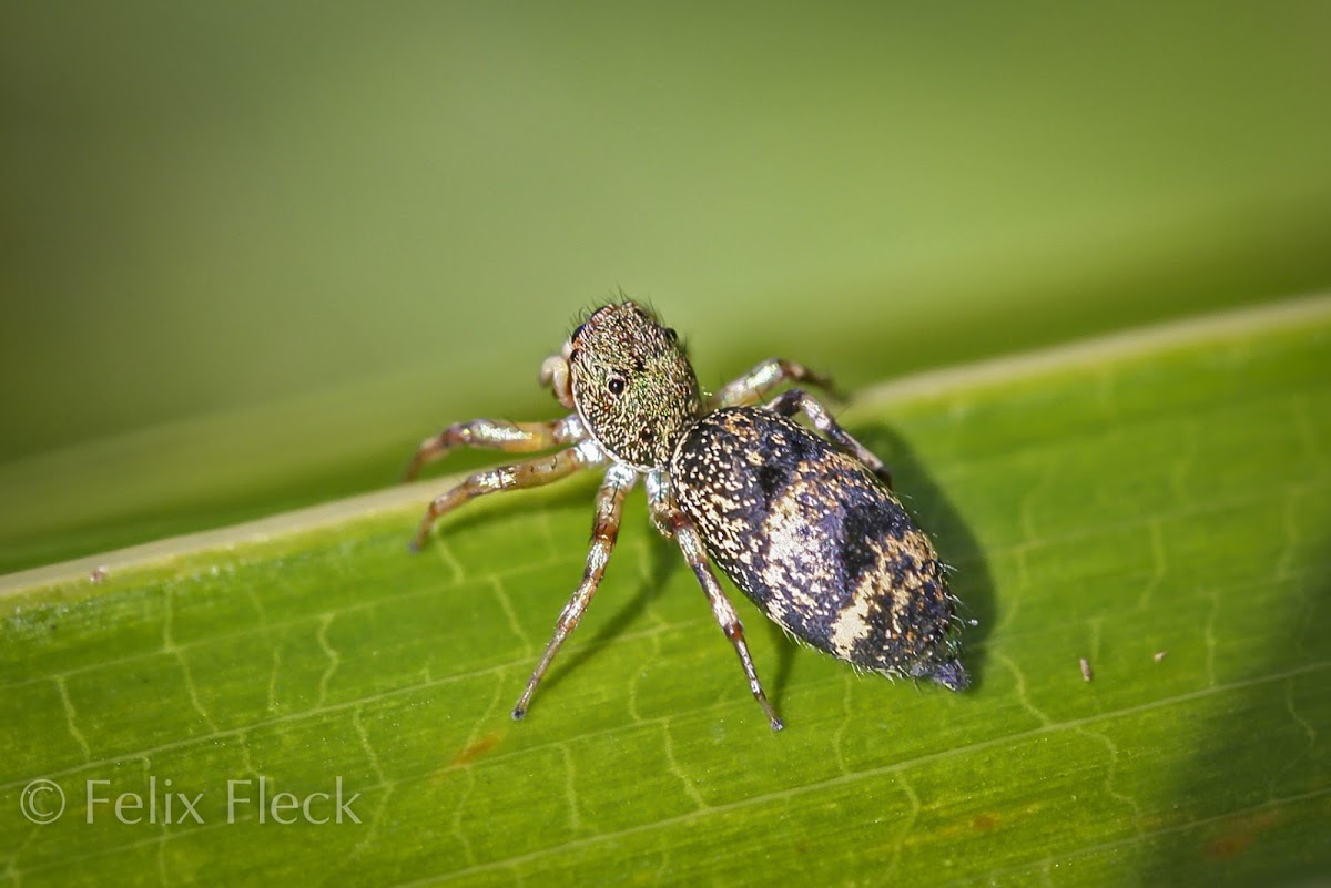 Ornate Jumping Spider