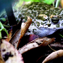 Amphibians of the world