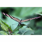 Zebra Longwing