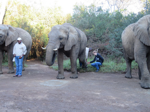 Elephants Rescue & Refuge South Africa 2017