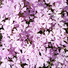 Showy phlox