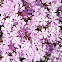 Showy phlox