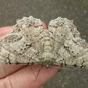 Tulip-tree Beauty Moth