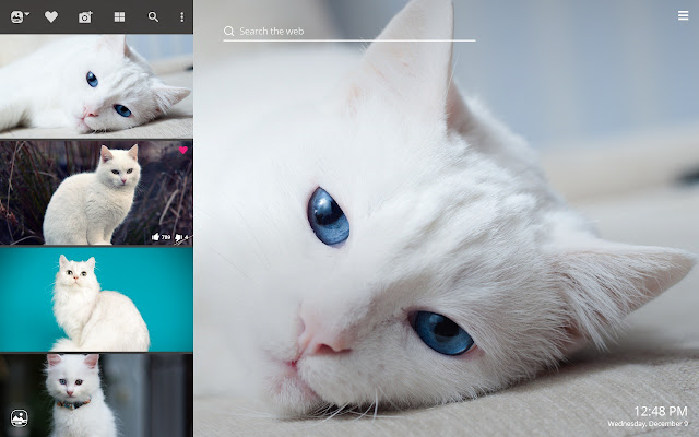 My White Cat Hd Wallpapers New Tab Theme