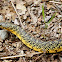 Speckled Kingsnake