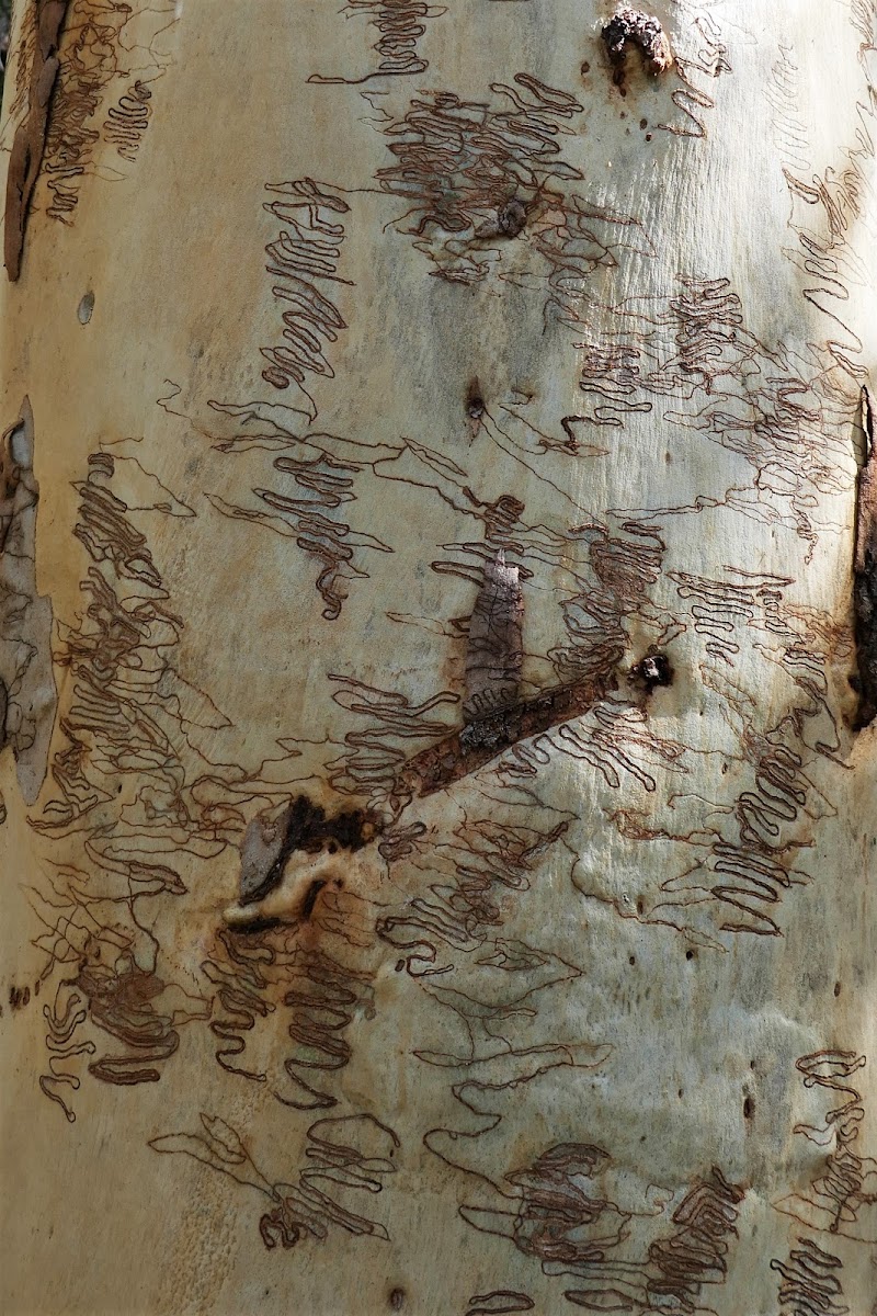 Scribbly Gum