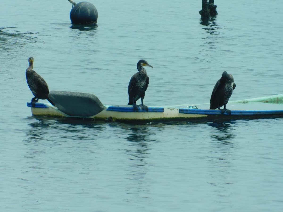 great cormorant