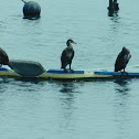 great cormorant