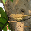 Spectacled Bulbul