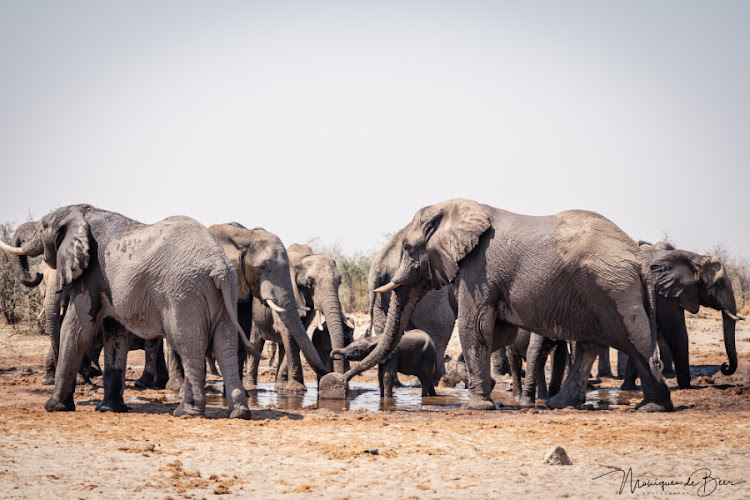 The Kaza TFCA is home to the largest contiguous elephant population in the world.