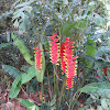 Hanging Lobster Claw Heliconia