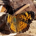 Pearl Crescent Butterfly