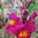 Snapdragon