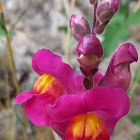 Snapdragon