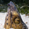 Blacksaddle snake eel