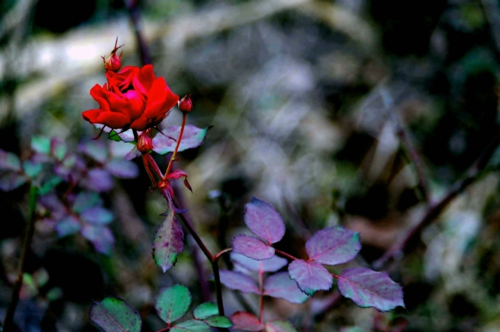 Boccioli di rosa di acquario