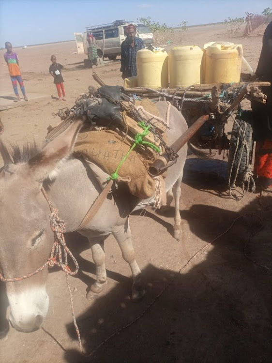 A donkey transports water in Liboi subcounty, Garissa.