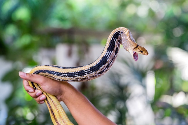 A warning of increased snake activity has been issued as heavy rains hit KwaZulu-Natal.