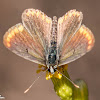 Southern Brown Argus