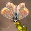 Southern Brown Argus