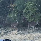 White-tailed deer