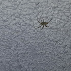 House Spider