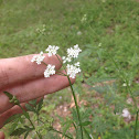 Queen Anne's Lace