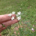 Queen Anne's Lace