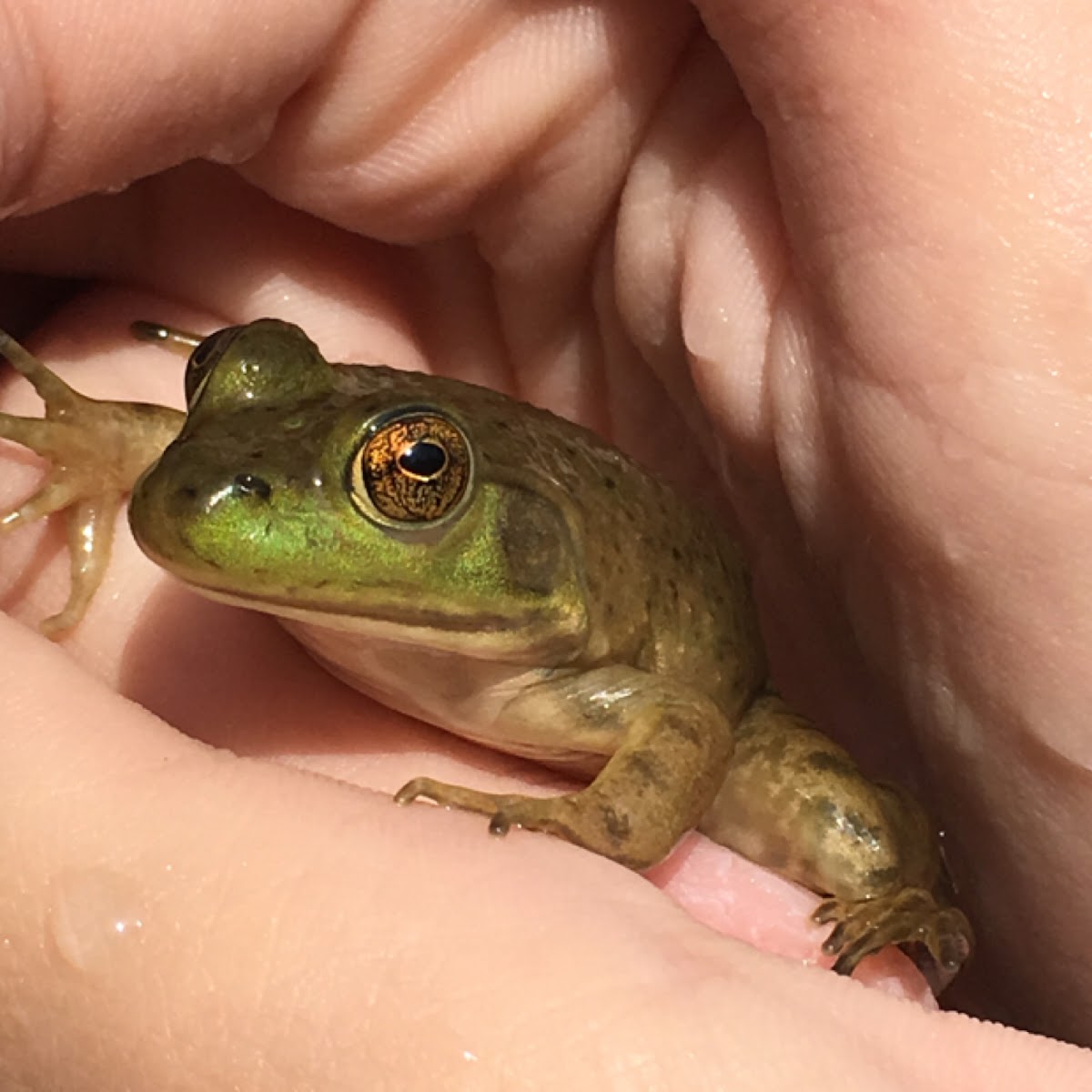 American Bullfrog