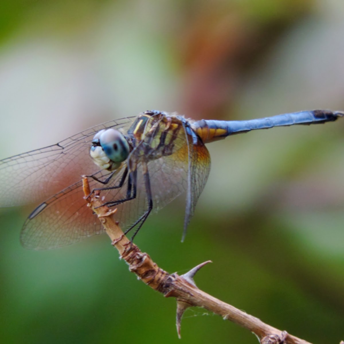 Blue Dasher