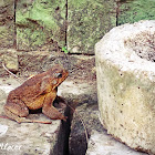 Philippine Toad